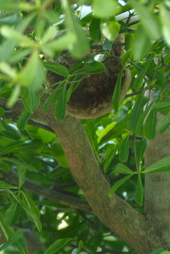 Empty Bee Hive